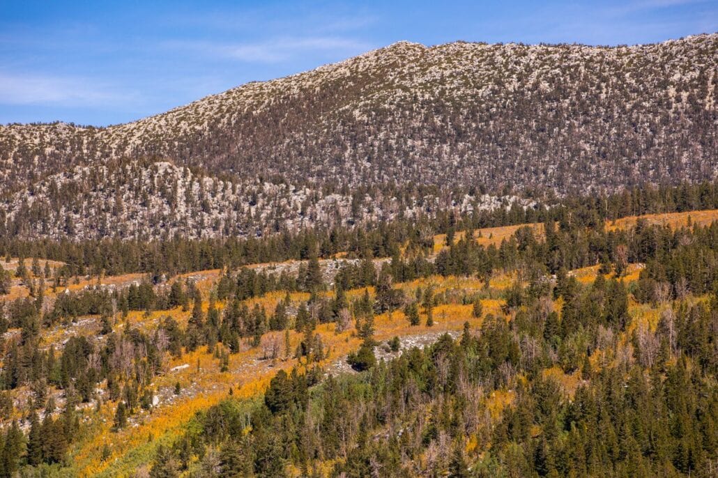 Rock Creek Fall Colors (9 9 24) Photo Credit Samantha Lindberg Mammoth Lakes Tourism 4 Medium