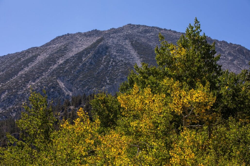 Rock Creek Fall Colors (9 9 24) Photo Credit Samantha Lindberg Mammoth Lakes Tourism 9 Medium