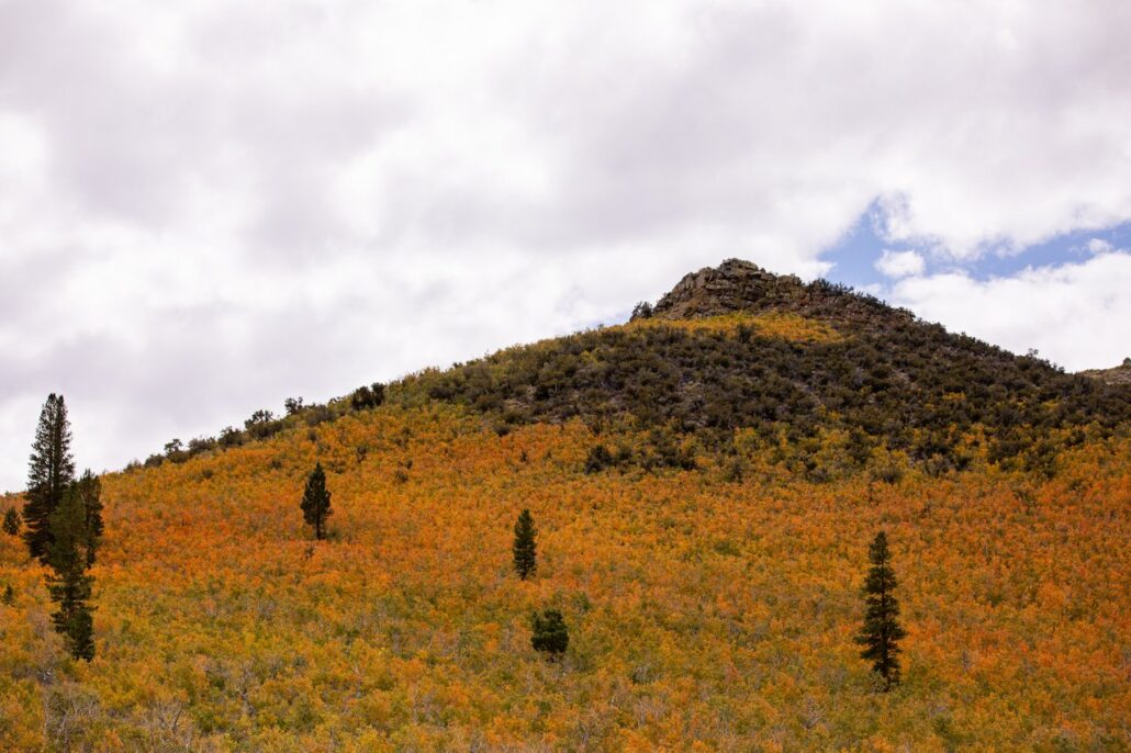 Sagehen Summit Fall Colors (9 16 24) Photo Credit Samantha Lindberg Mammoth Lakes Tourism 10 Medium