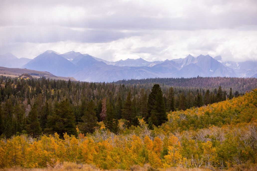 Sagehen Summit Fall Colors (9 16 24) Photo Credit Samantha Lindberg Mammoth Lakes Tourism 12 Medium