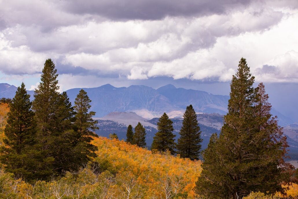 Sagehen Summit Fall Colors (9 16 24) Photo Credit Samantha Lindberg Mammoth Lakes Tourism 13 Medium