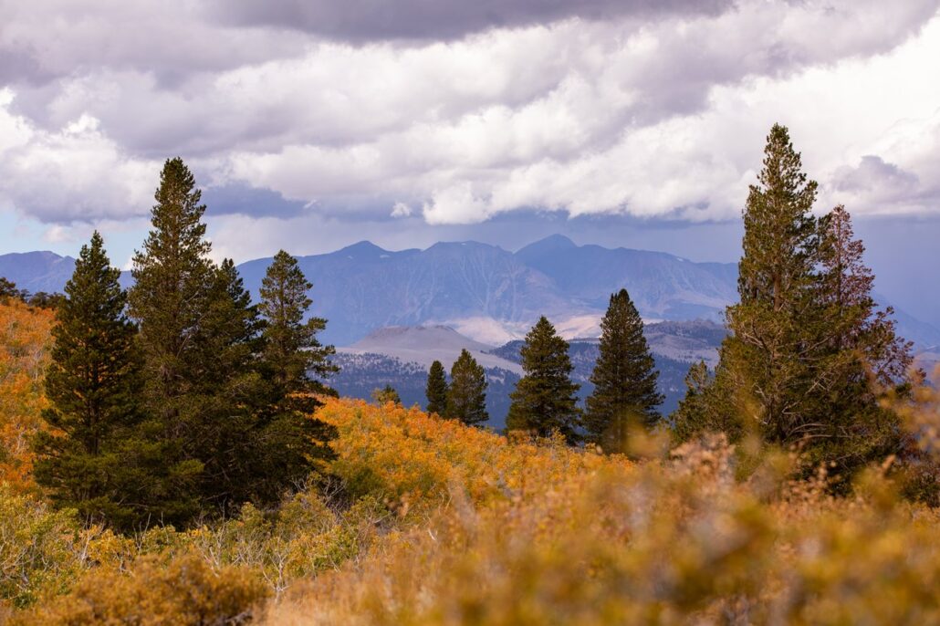 Sagehen Summit Fall Colors (9 16 24) Photo Credit Samantha Lindberg Mammoth Lakes Tourism 16 Medium