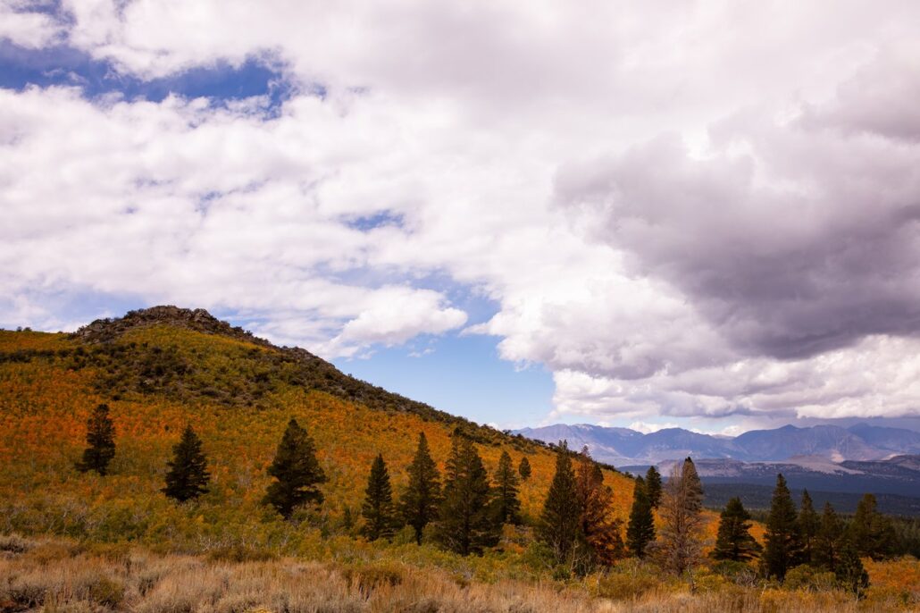 Sagehen Summit Fall Colors (9 16 24) Photo Credit Samantha Lindberg Mammoth Lakes Tourism 17 Medium