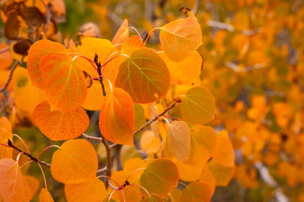 Sagehen Summit Fall Colors (9 16 24) Photo Credit Samantha Lindberg Mammoth Lakes Tourism 21 Medium