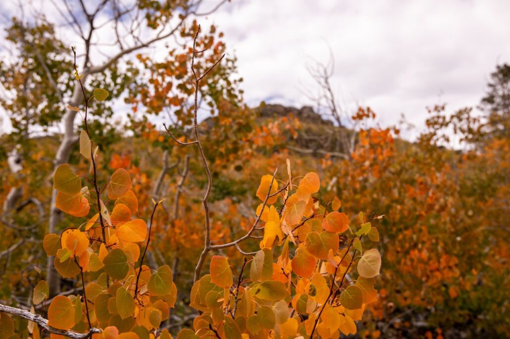 Sagehen Summit Fall Colors (9 16 24) Photo Credit Samantha Lindberg Mammoth Lakes Tourism 23 Medium