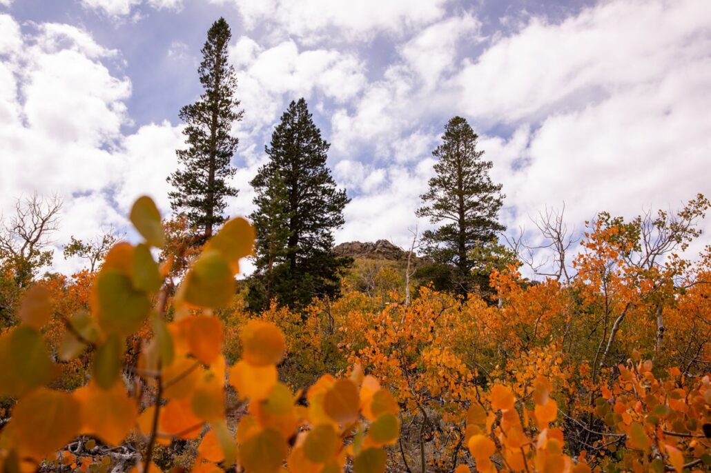 Sagehen Summit Fall Colors (9 16 24) Photo Credit Samantha Lindberg Mammoth Lakes Tourism 26 Medium