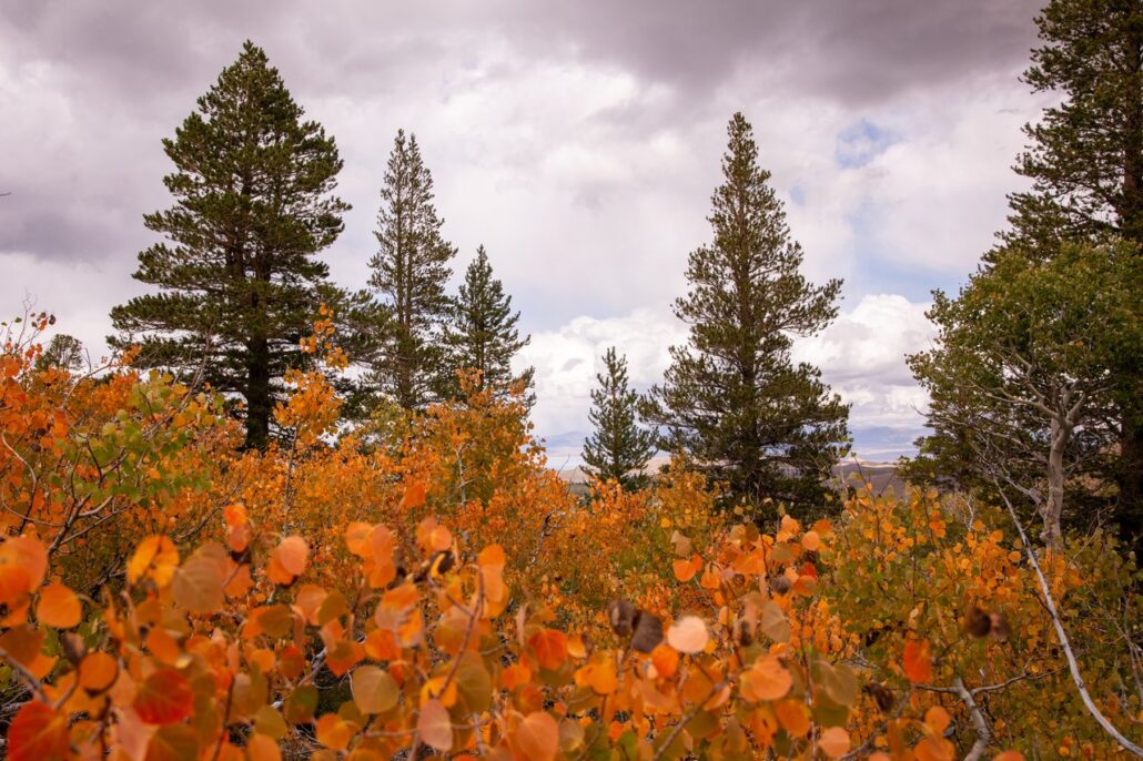 Sagehen Summit Fall Colors (9 16 24) Photo Credit Samantha Lindberg Mammoth Lakes Tourism 28 Medium