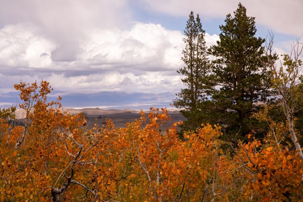 Sagehen Summit Fall Colors (9 16 24) Photo Credit Samantha Lindberg Mammoth Lakes Tourism 29 Medium