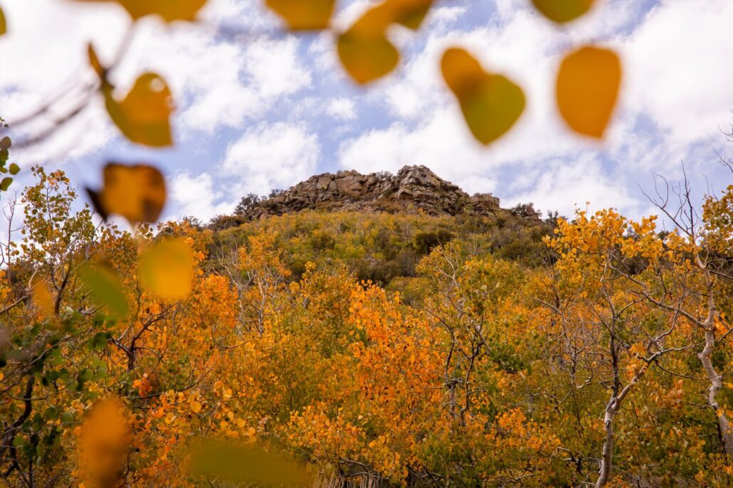 Sagehen Summit Fall Colors (9 16 24) Photo Credit Samantha Lindberg Mammoth Lakes Tourism 33 Medium