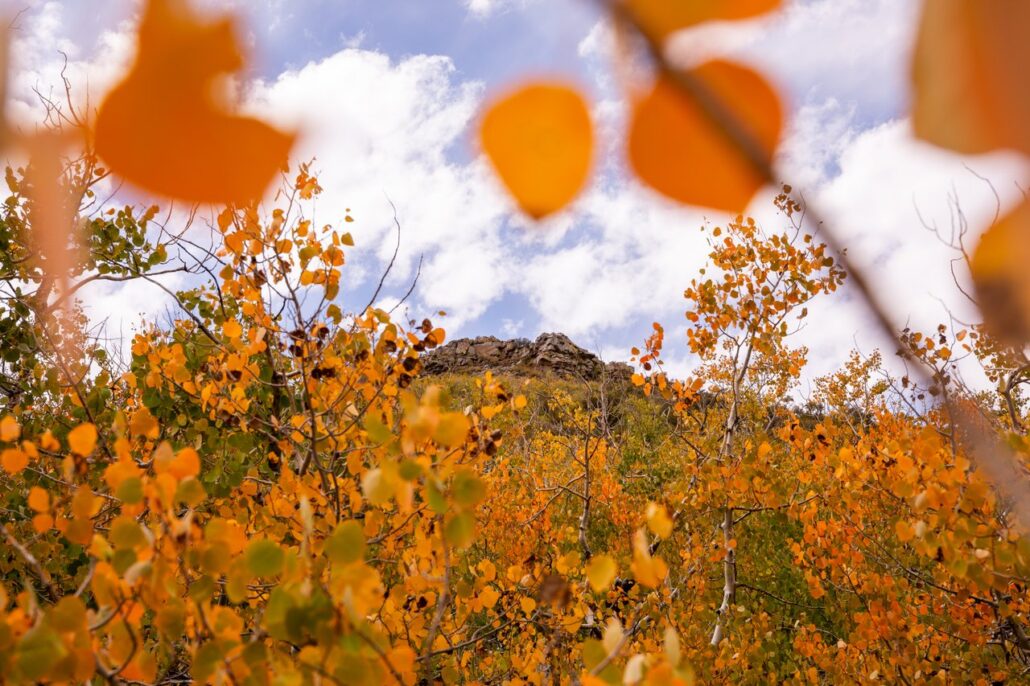 Sagehen Summit Fall Colors (9 16 24) Photo Credit Samantha Lindberg Mammoth Lakes Tourism 35 Medium