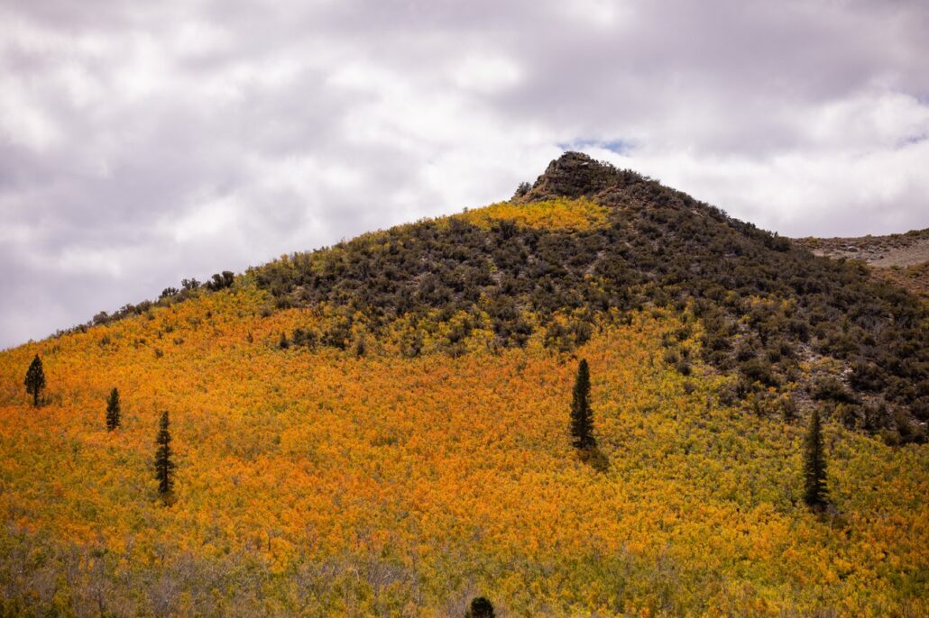 Sagehen Summit Fall Colors (9 16 24) Photo Credit Samantha Lindberg Mammoth Lakes Tourism 5 Medium