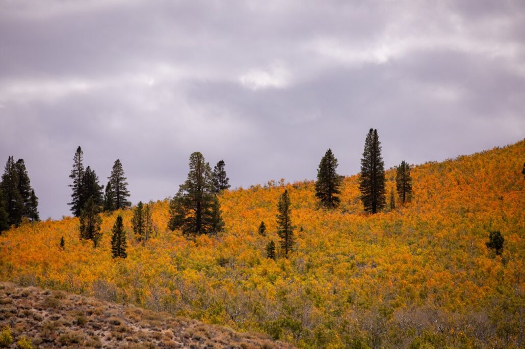 Sagehen Summit Fall Colors (9 16 24) Photo Credit Samantha Lindberg Mammoth Lakes Tourism 7 Medium