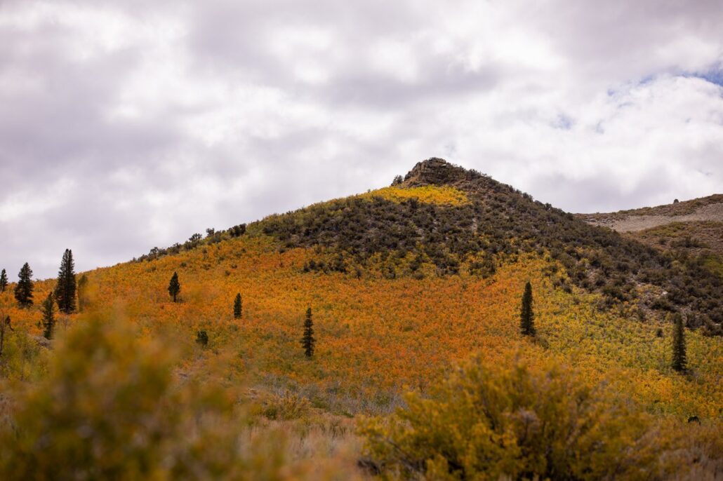 Sagehen Summit Fall Colors (9 16 24) Photo Credit Samantha Lindberg Mammoth Lakes Tourism 8 Medium