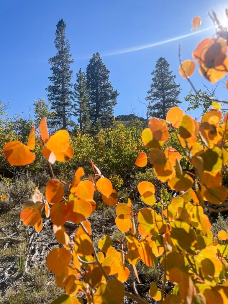 Sagehen Summit Fall Colors (9 9 24) Photo Credit Laura Wattles Mammoth Lakes Tourism 2 Medium