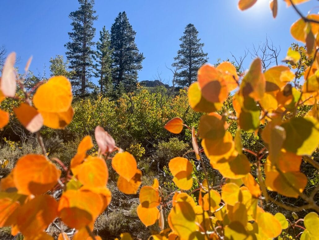 Sagehen Summit Fall Colors (9 9 24) Photo Credit Laura Wattles Mammoth Lakes Tourism 3 Medium