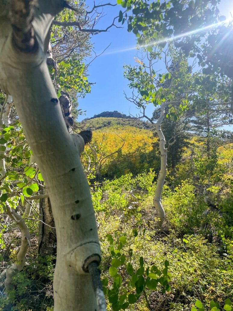 Sagehen Summit Fall Colors (9 9 24) Photo Credit Laura Wattles Mammoth Lakes Tourism 5 Medium