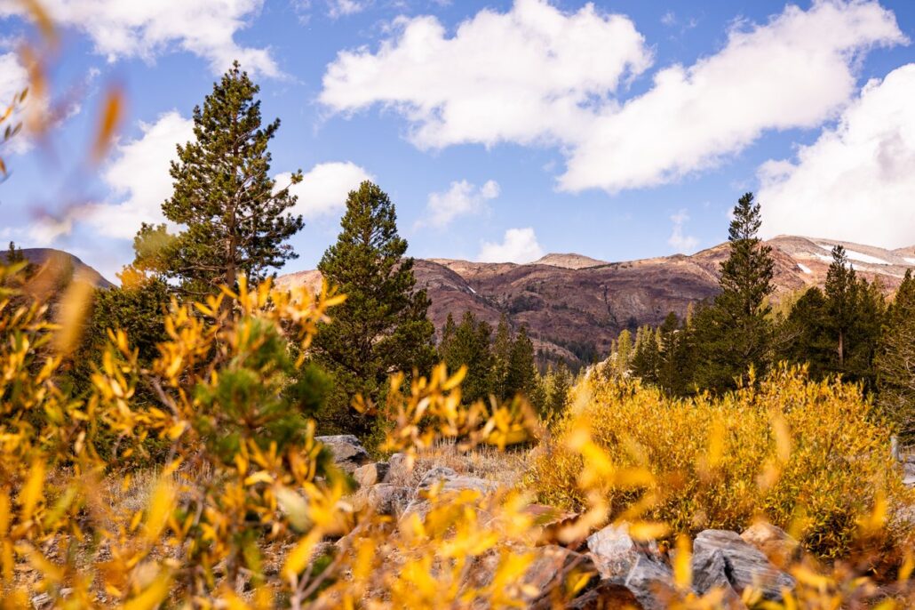 Tioga Pass Fall Colors (9 16 24) Photo Credit Samantha Lindberg Mammoth Lakes Tourism 17 Medium