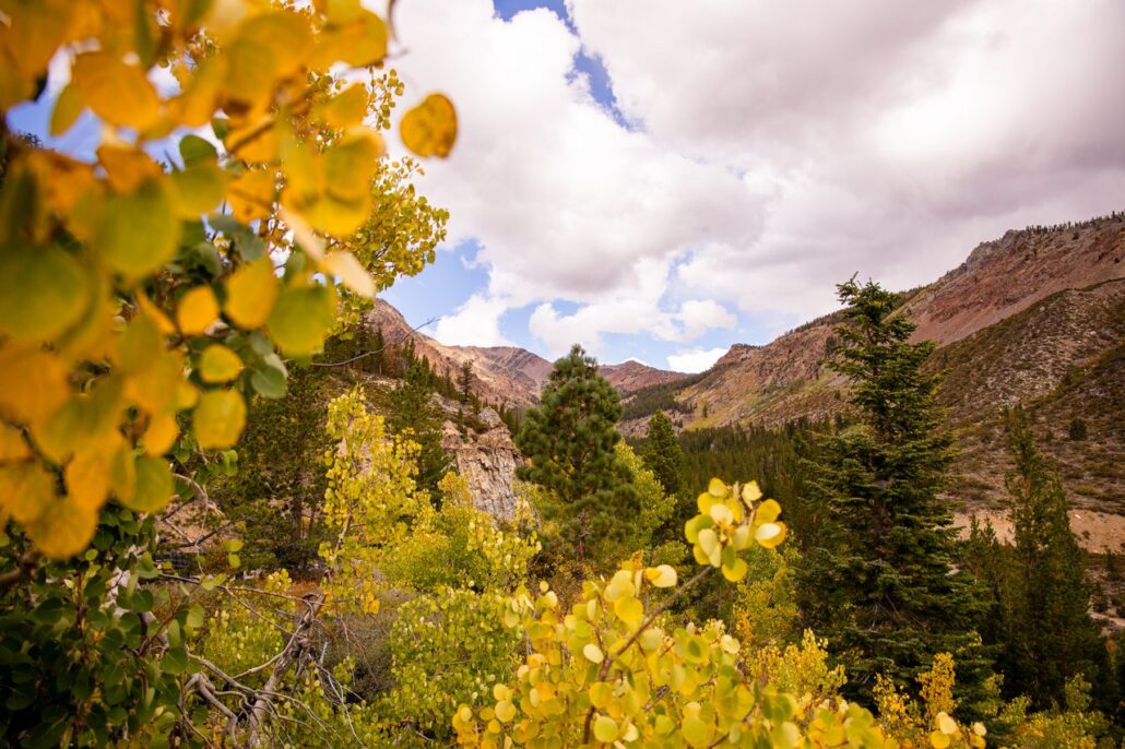 Tioga Pass Fall Colors (9 16 24) Photo Credit Samantha Lindberg Mammoth Lakes Tourism 22 Medium