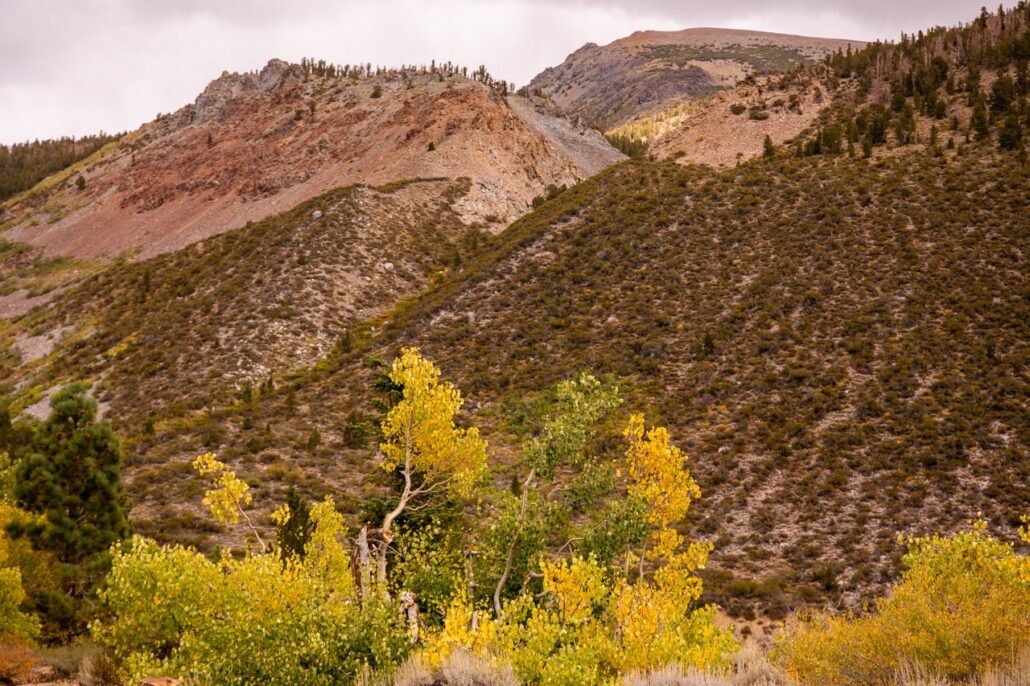 Tioga Pass Fall Colors (9 16 24) Photo Credit Samantha Lindberg Mammoth Lakes Tourism 24 Medium