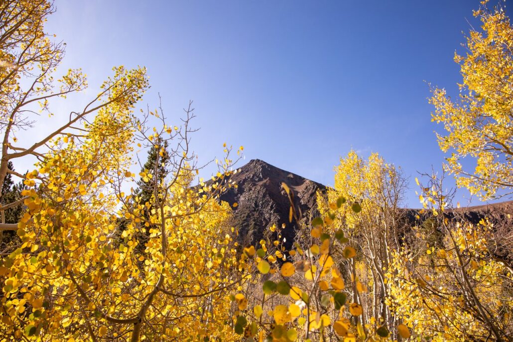 Virginia Lakes Fall Colors (9 16 24) Photo Credit Samantha Lindberg Mammoth Lakes Tourism 14 Medium