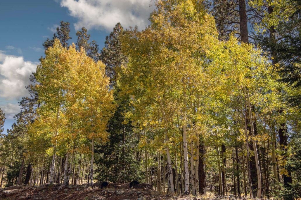 White Mountain Aspens Copy