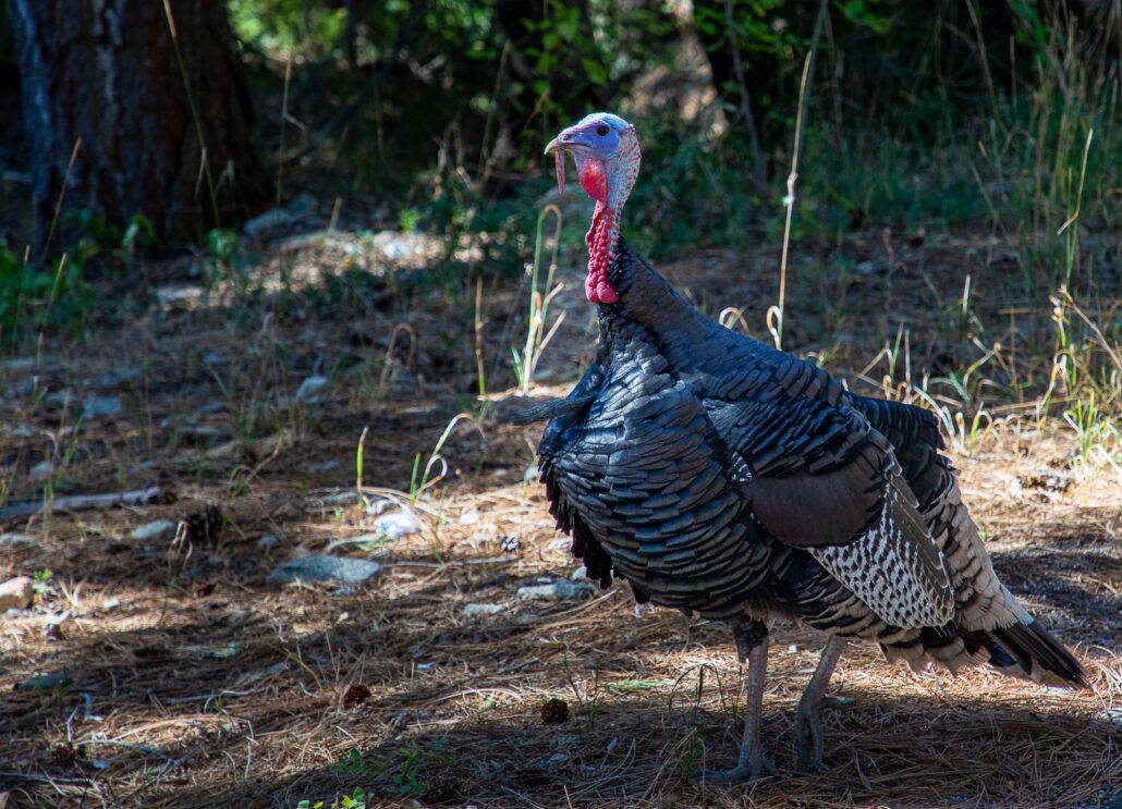 Wild Turkey Copy