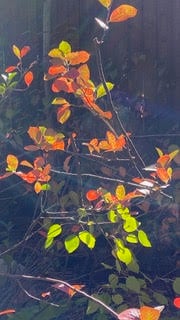 Unnamed 1