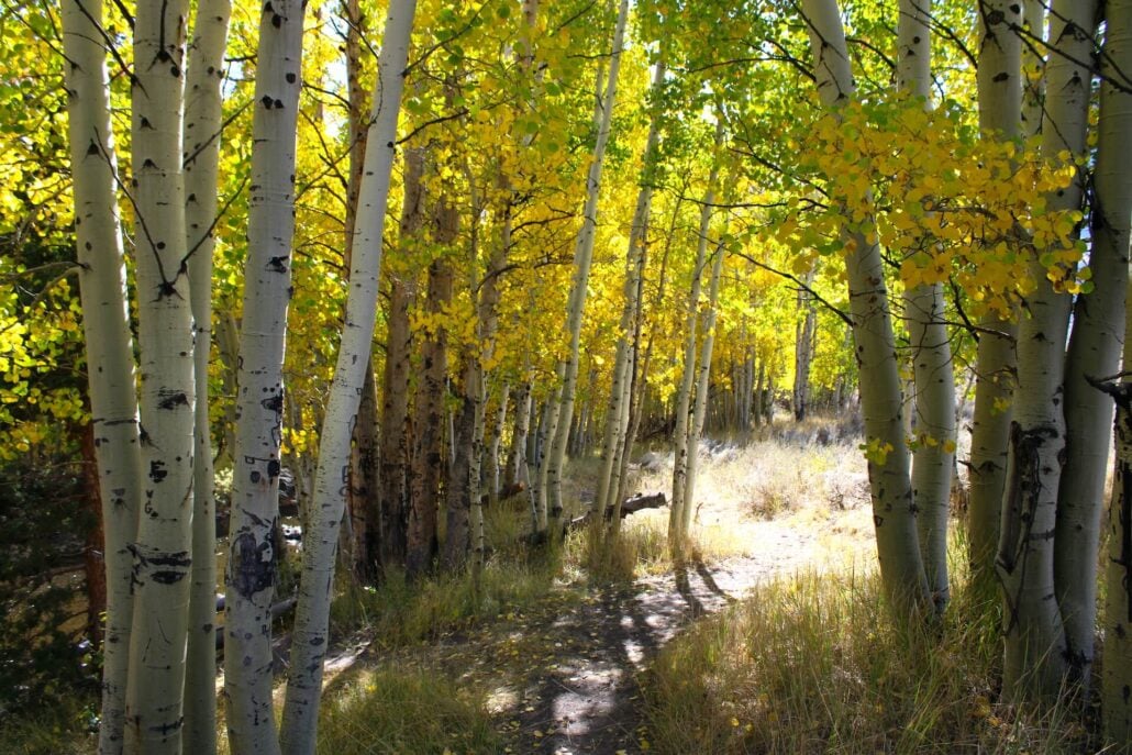 10.15.24 June Lake Loop Liz Grans, Mono County Tourism (2).jpg