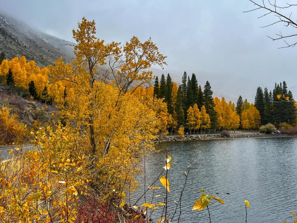 June Lake Fall Colors (10 29 24) Photo Credit Amanda Carlson Mono County Tourism 3