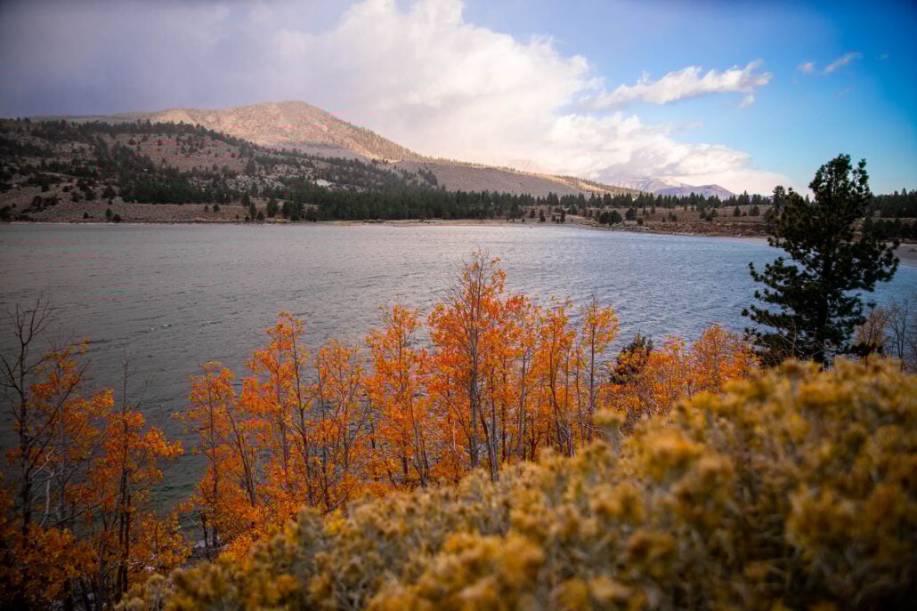 June Lake Fall Colors (10 29 24) Photo Credit Samantha Lindberg Mammoth Lakes Tourism 2