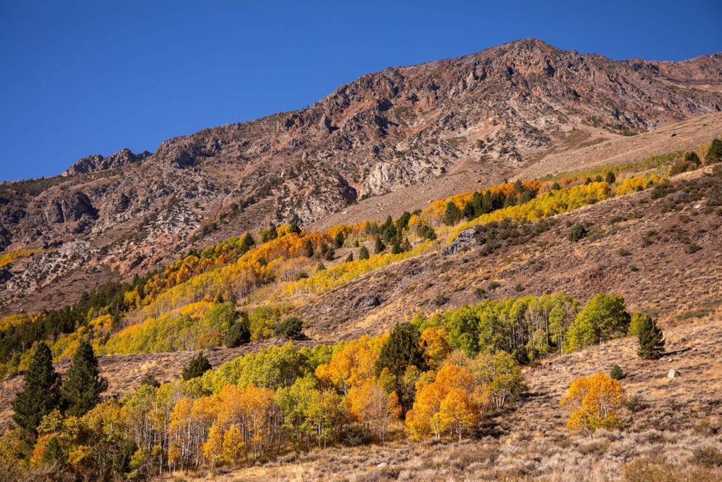 June Lake Loop (10 21 24) Photo Credit Samantha Lindberg Mammoth Lakes Tourism