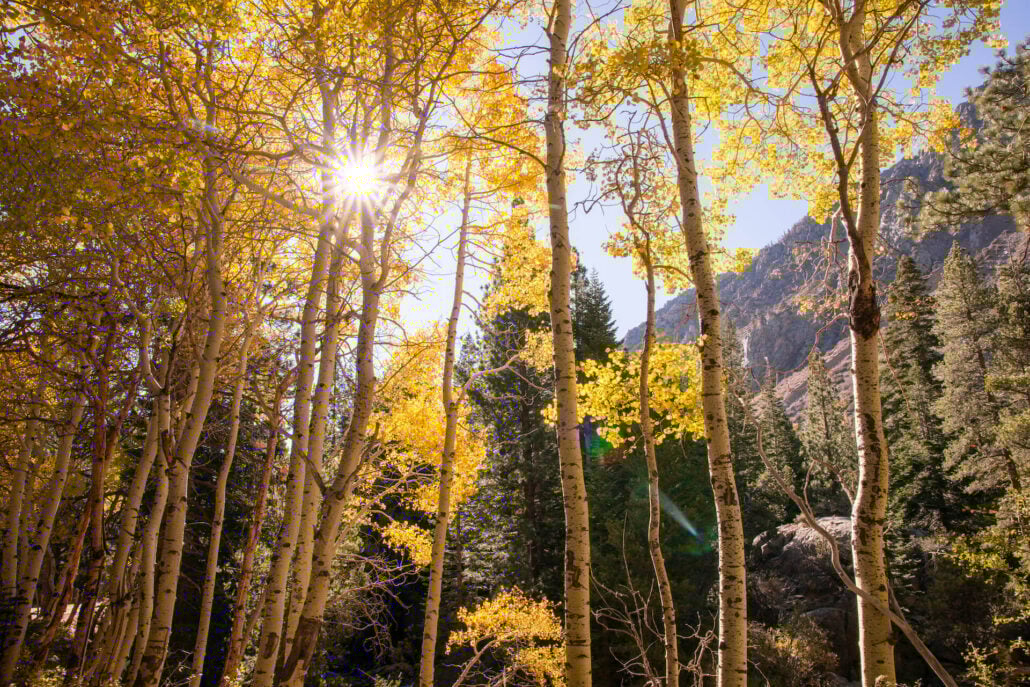 Lee Vining Canyon (10 21 24) Photo Credit Samantha Lindberg Mammoth Lakes Tourism 4