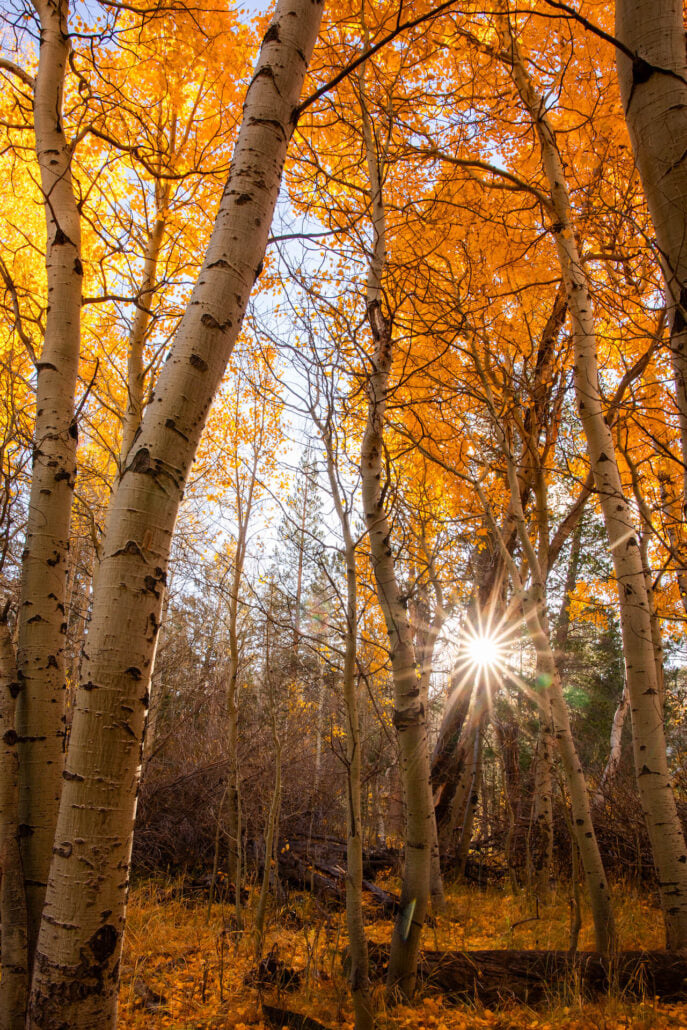Lee Vining Canyon Fall Colors (10 29 24) Photo Credit Samantha Lindberg Mammoth Lakes Tourism 7