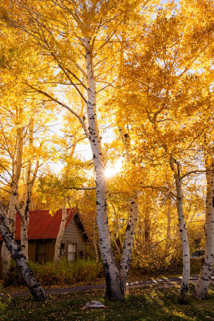 Mammoth Lakes Fall Colors (10 22 24) Photo Credit Samantha Lindberg Mammoth Lakes Tourism 13