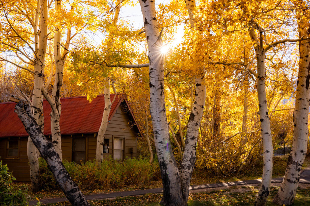Mammoth Lakes Fall Colors (10 22 24) Photo Credit Samantha Lindberg Mammoth Lakes Tourism 14