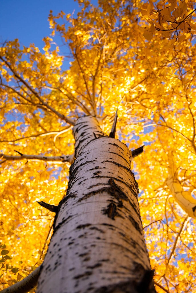 Mammoth Lakes Fall Colors (10 22 24) Photo Credit Samantha Lindberg Mammoth Lakes Tourism 15