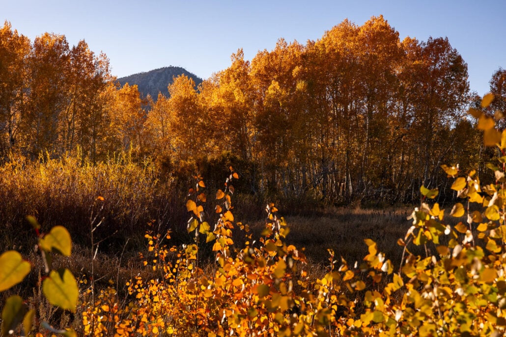 Mammoth Lakes Fall Colors (10 22 24) Photo Credit Samantha Lindberg Mammoth Lakes Tourism 22