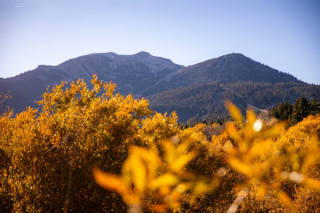 Mammoth Lakes Fall Colors (10 22 24) Photo Credit Samantha Lindberg Mammoth Lakes Tourism 5