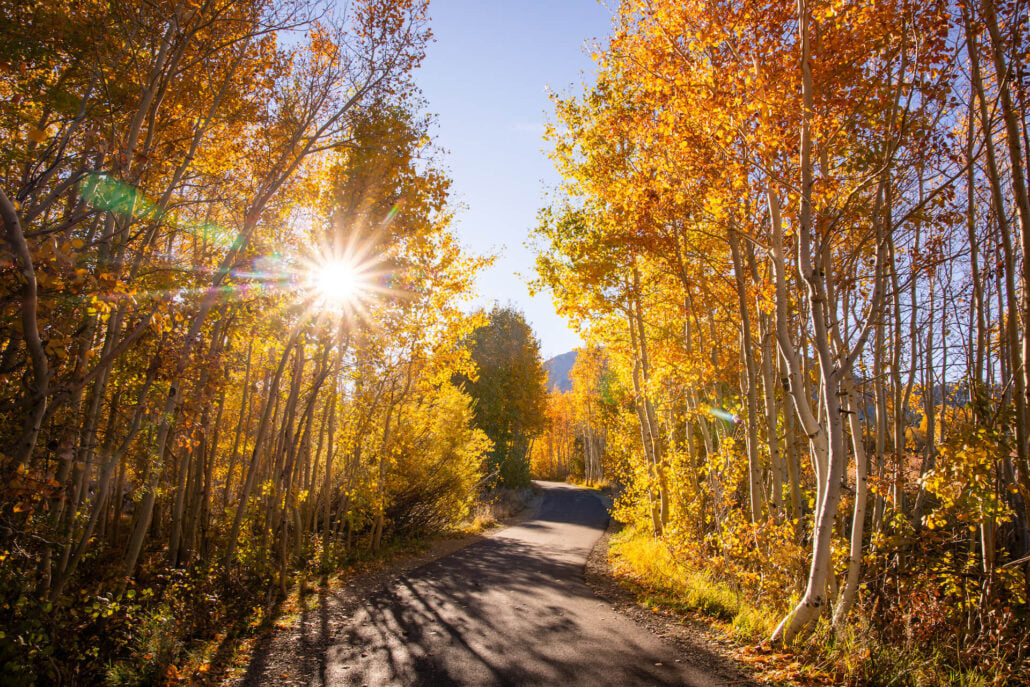 Mammoth Lakes Fall Colors (10 22 24) Photo Credit Samantha Lindberg Mammoth Lakes Tourism 8