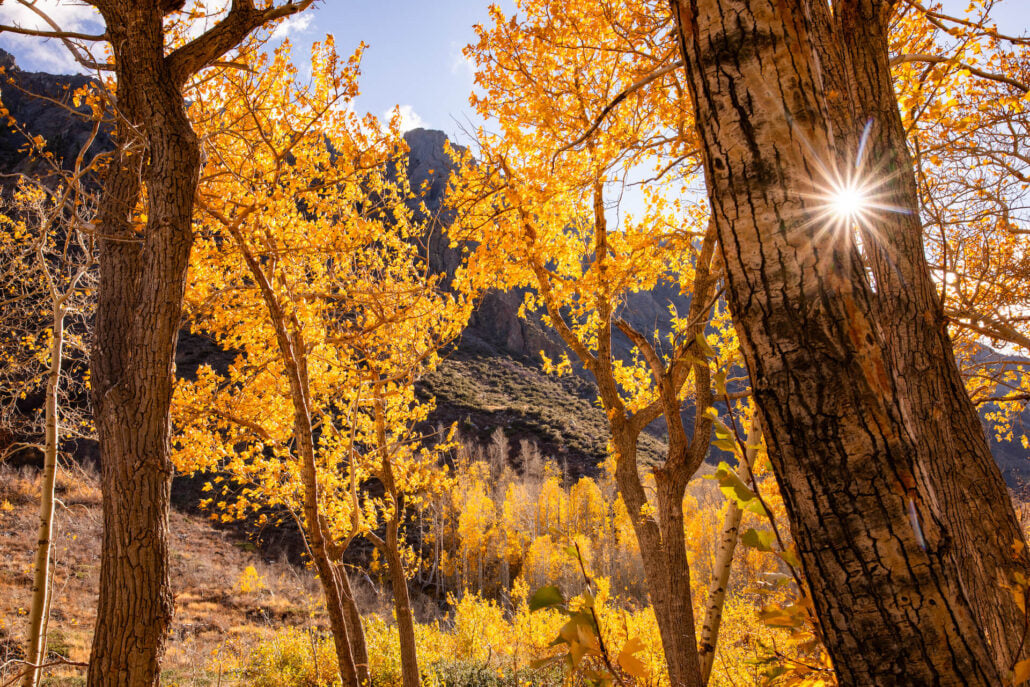 Mcgee Canyon Fall Colors (10 29 24) Photo Credit Samantha Lindberg Mammoth Lakes Tourism 12