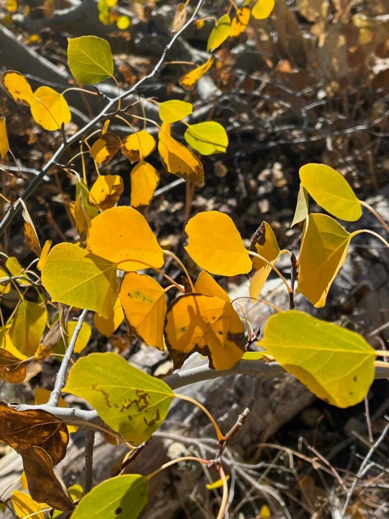 Image2