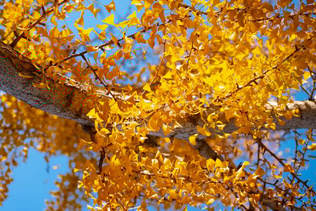 11 10 Gingko1