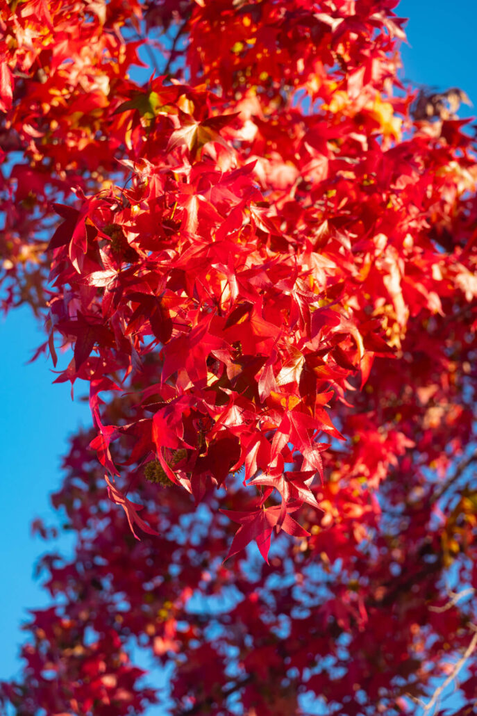 11 10 Sweetgum