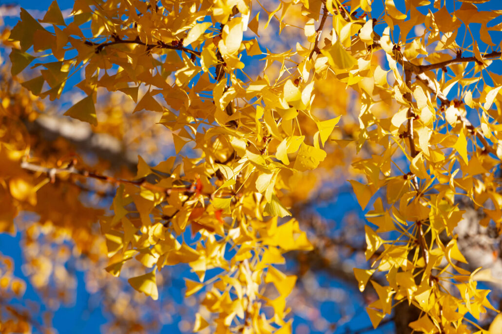 11 11 Gingko2