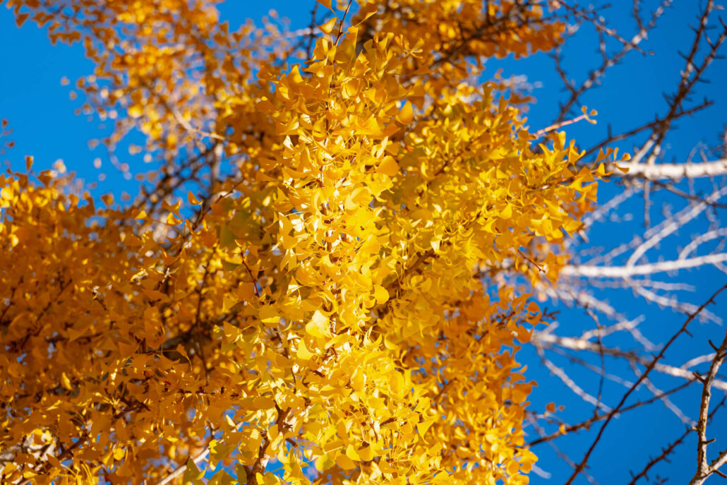 11 11 Gingko3