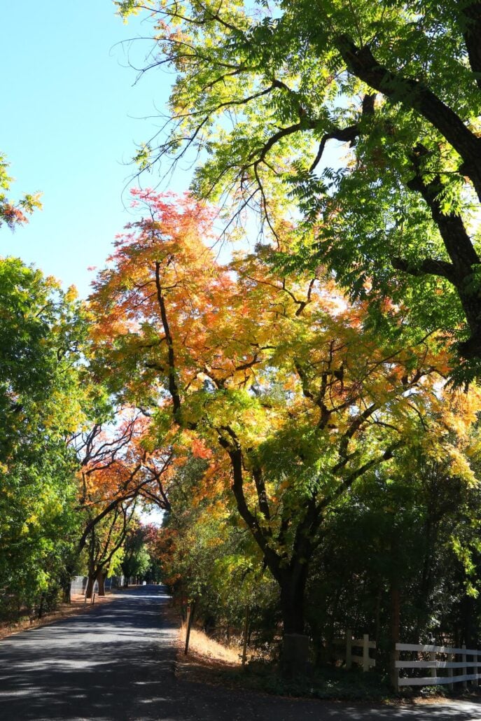 Chico Seed Orchard 1