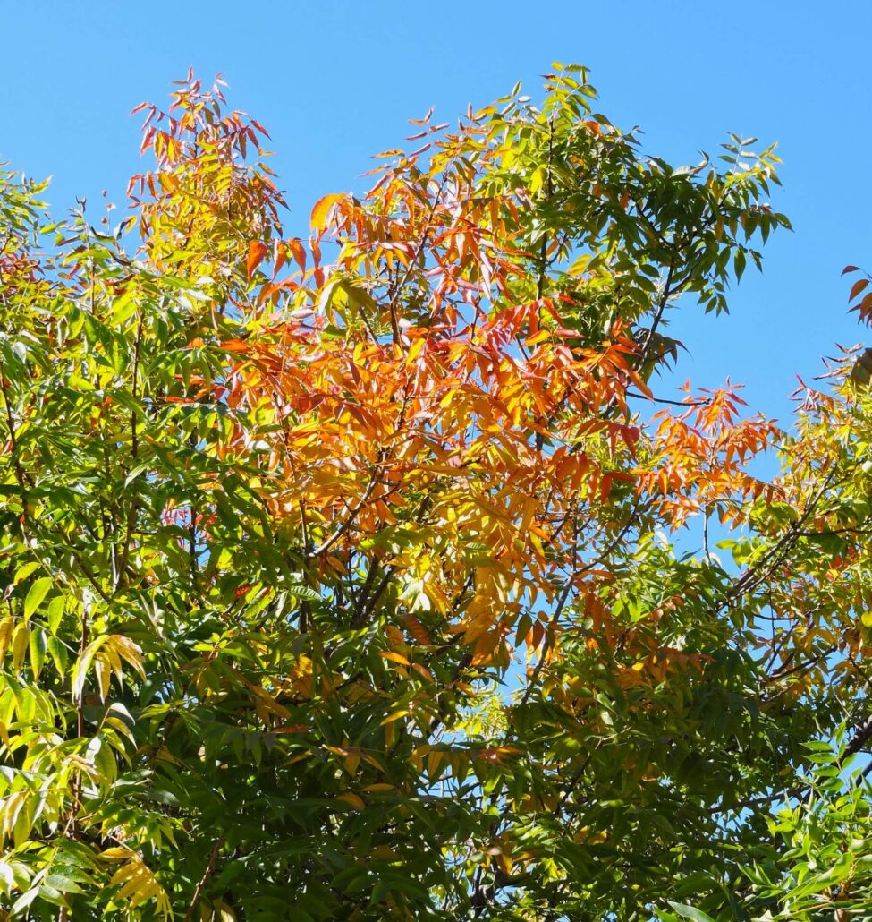 Dscn0236a