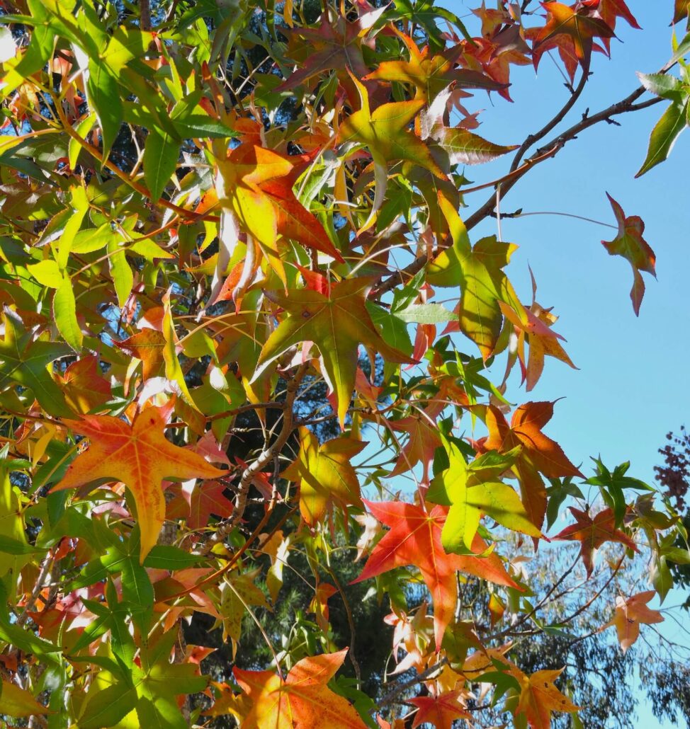 Dscn0238a