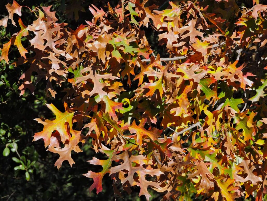 Dscn0273a