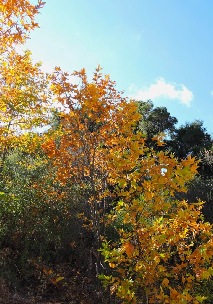 Dscn0329a